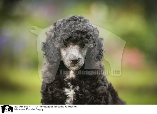 Miniature Poodle Puppy / RR-84371