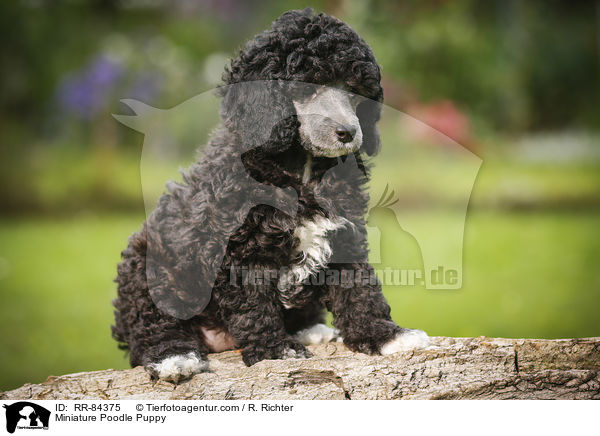 Miniature Poodle Puppy / RR-84375