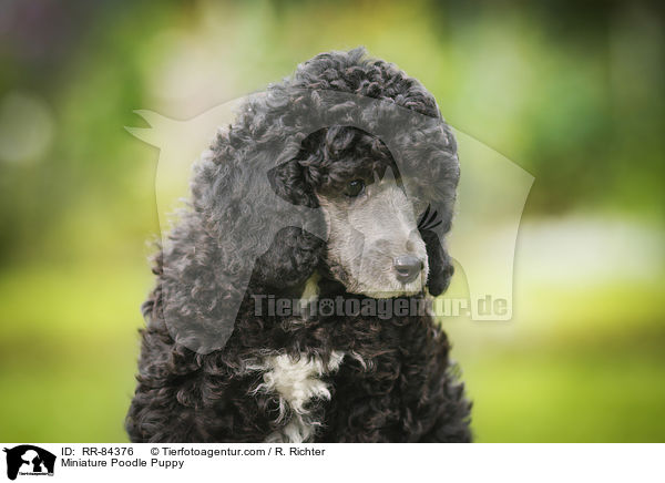 Miniature Poodle Puppy / RR-84376