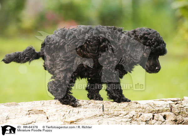 Miniature Poodle Puppy / RR-84378