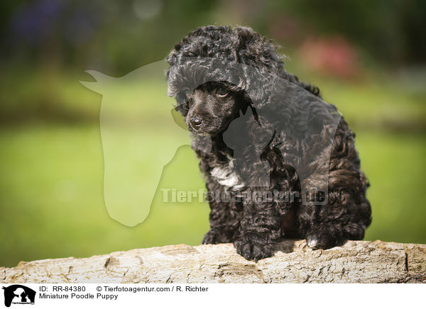 Miniature Poodle Puppy / RR-84380