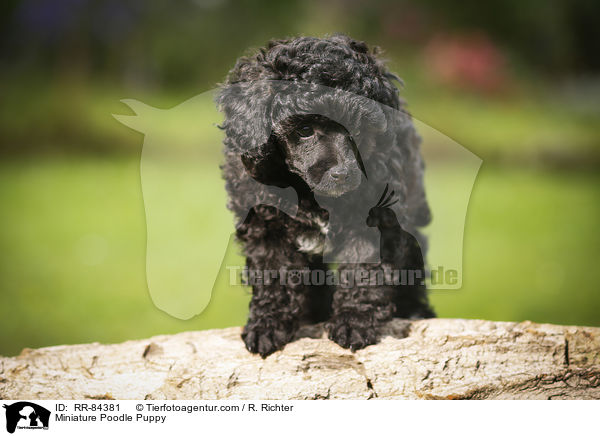 Miniature Poodle Puppy / RR-84381