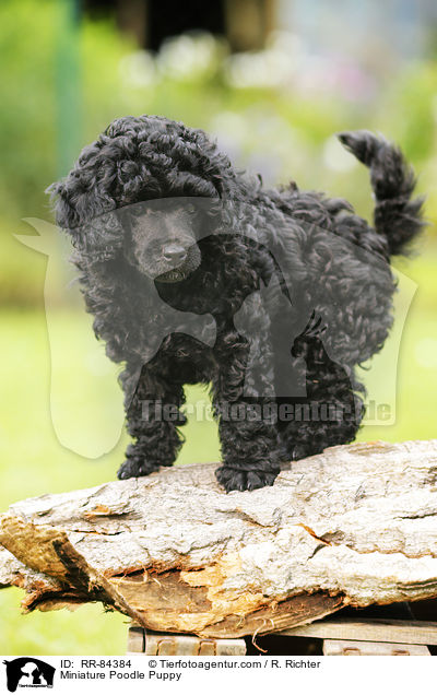 Miniature Poodle Puppy / RR-84384