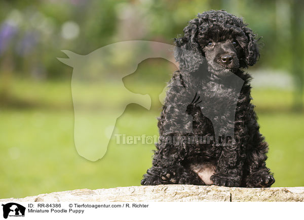 Miniature Poodle Puppy / RR-84386