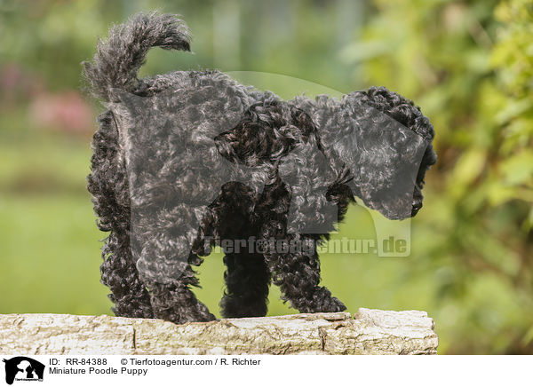 Miniature Poodle Puppy / RR-84388