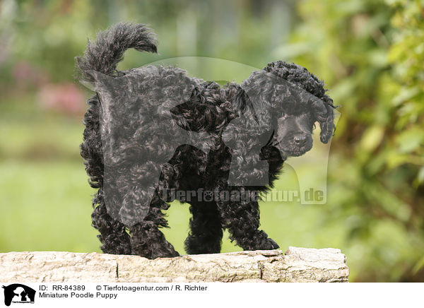 Miniature Poodle Puppy / RR-84389