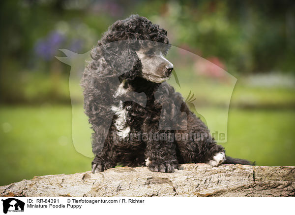 Miniature Poodle Puppy / RR-84391