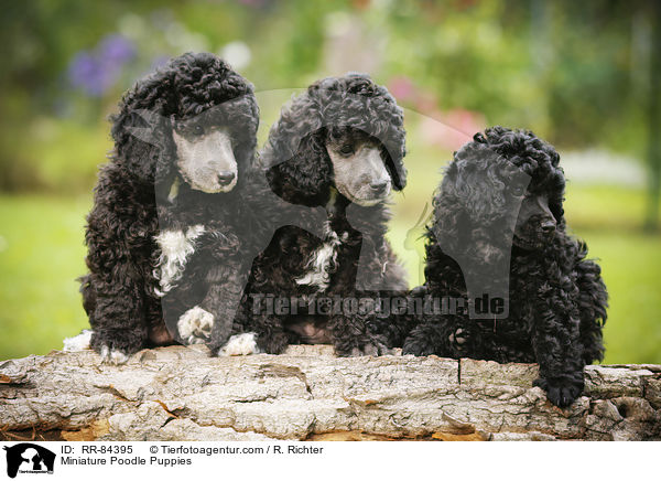 Miniature Poodle Puppies / RR-84395