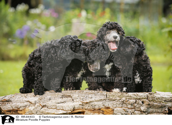 Miniature Poodle Puppies / RR-84403