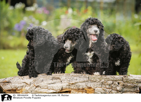 Miniature Poodle Puppies / RR-84404