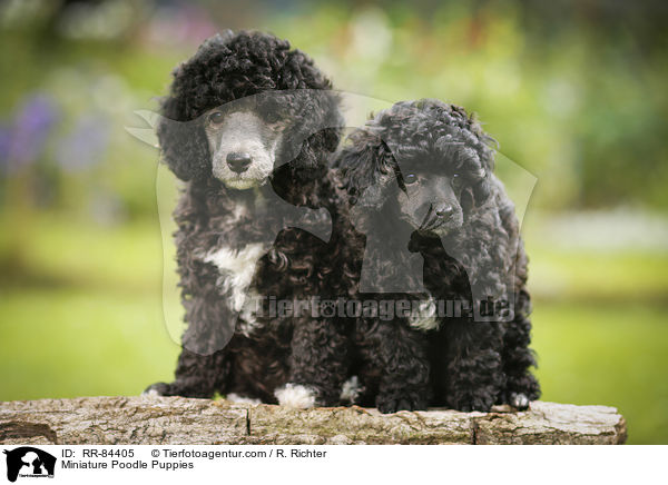 Miniature Poodle Puppies / RR-84405