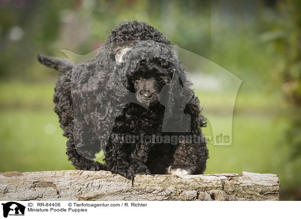Miniature Poodle Puppies / RR-84406