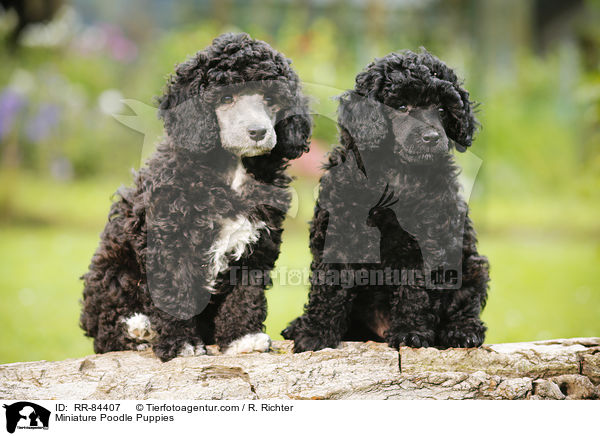 Miniature Poodle Puppies / RR-84407