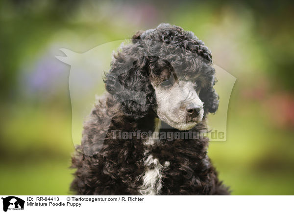 Miniature Poodle Puppy / RR-84413