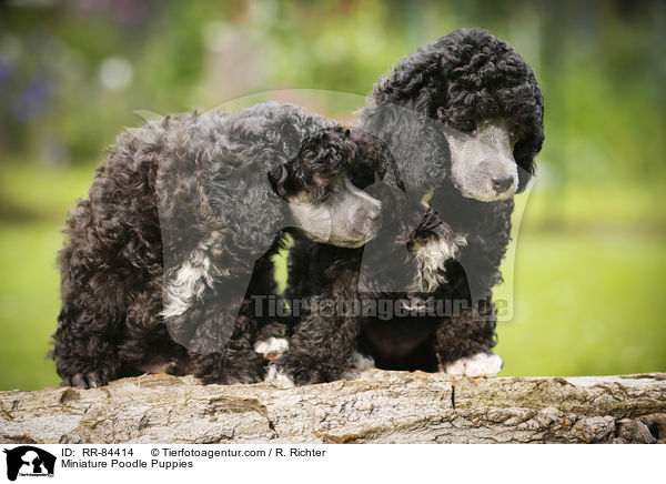 Miniature Poodle Puppies / RR-84414
