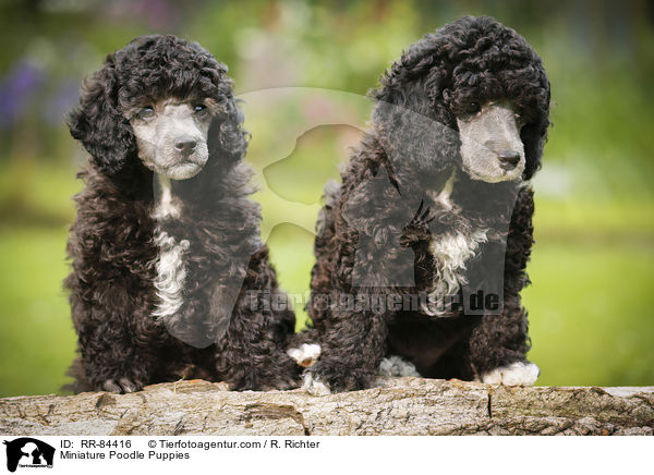 Miniature Poodle Puppies / RR-84416