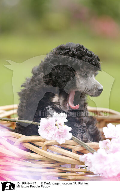 Miniature Poodle Puppy / RR-84417