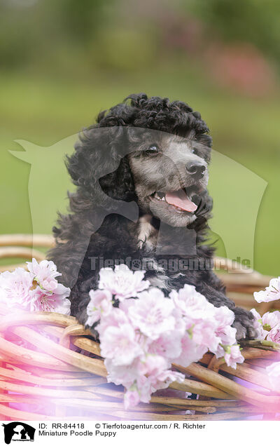 Miniature Poodle Puppy / RR-84418