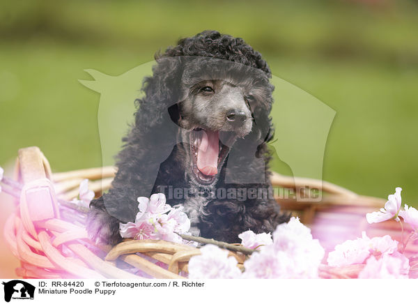 Miniature Poodle Puppy / RR-84420