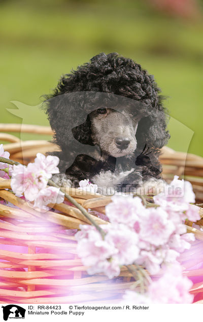 Miniature Poodle Puppy / RR-84423