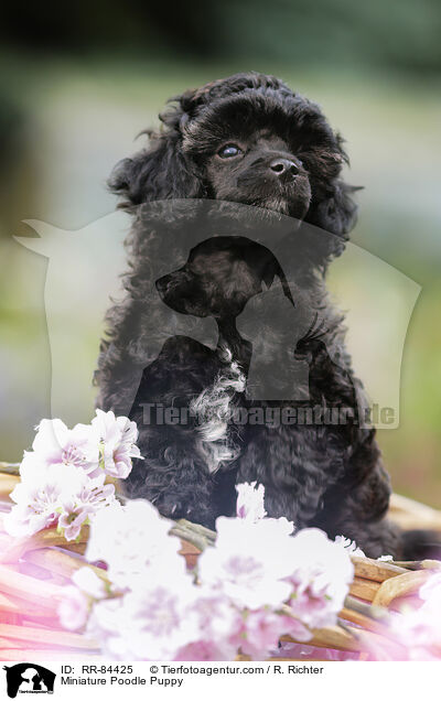 Miniature Poodle Puppy / RR-84425