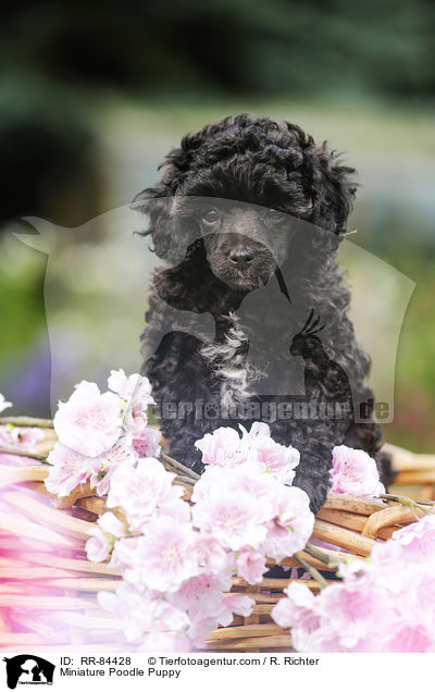 Miniature Poodle Puppy / RR-84428