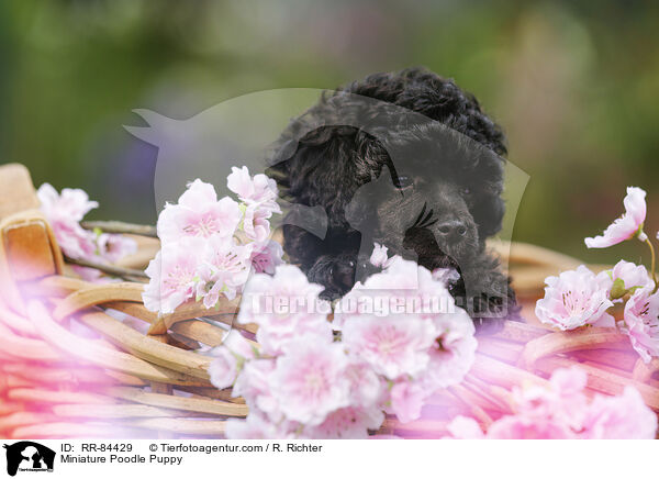 Miniature Poodle Puppy / RR-84429