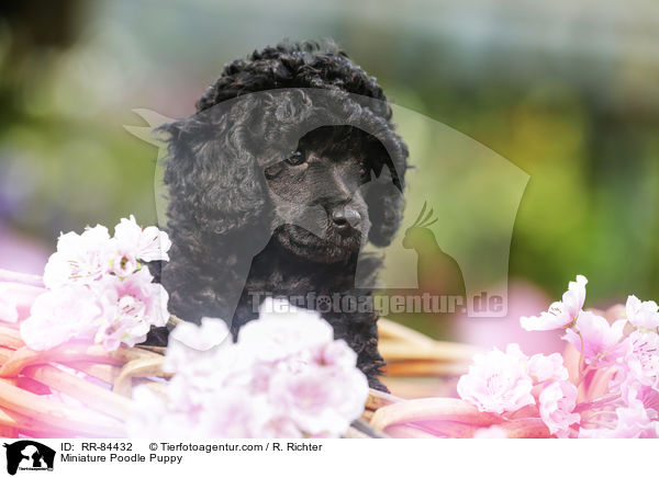 Miniature Poodle Puppy / RR-84432