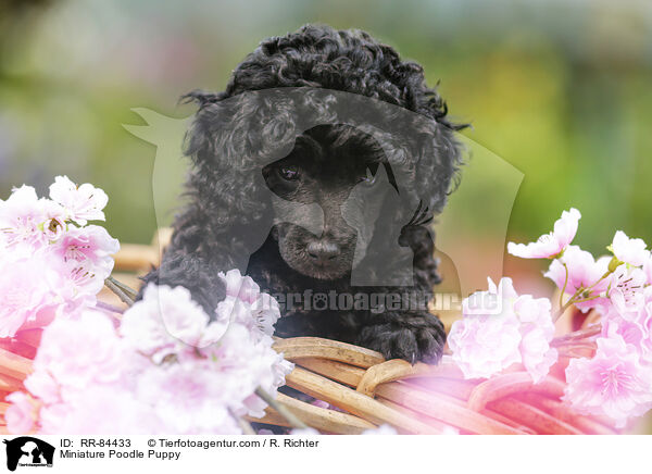 Miniature Poodle Puppy / RR-84433