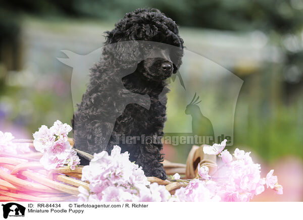 Miniature Poodle Puppy / RR-84434