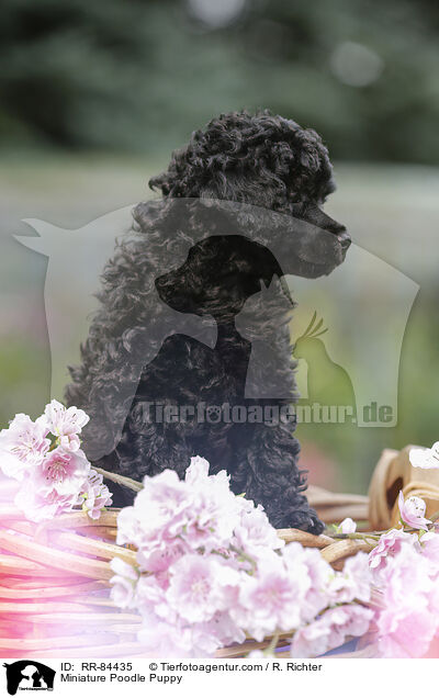 Miniature Poodle Puppy / RR-84435