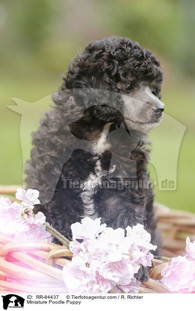 Miniature Poodle Puppy / RR-84437