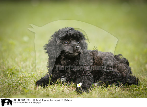 Miniature Poodle Puppy / RR-84439