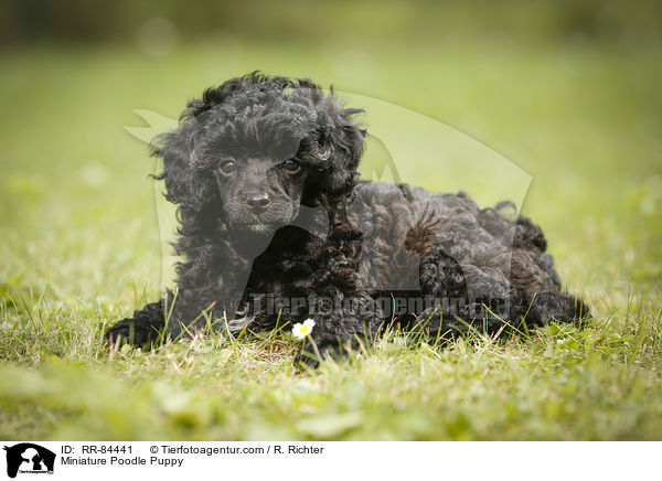 Miniature Poodle Puppy / RR-84441