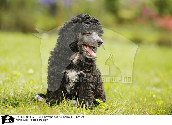 Miniature Poodle Puppy / RR-84442