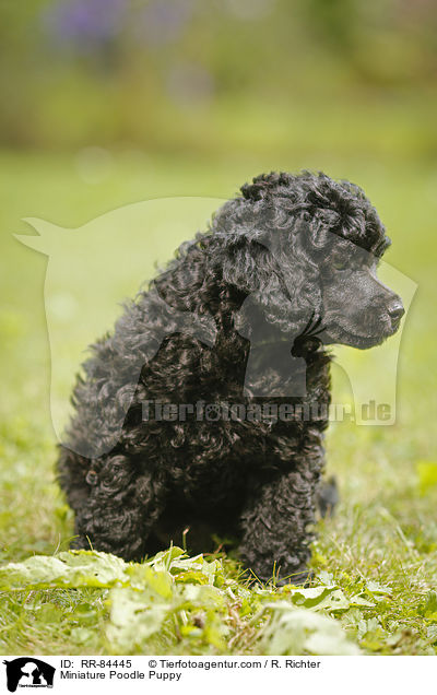 Miniature Poodle Puppy / RR-84445