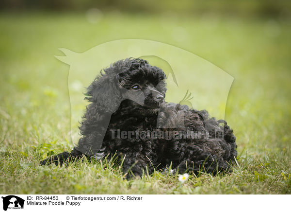 Miniature Poodle Puppy / RR-84453