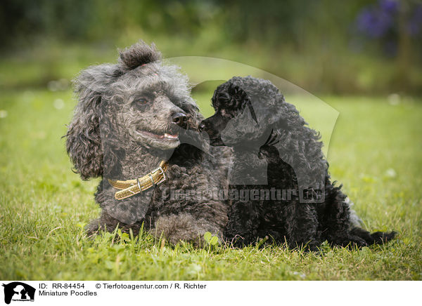 Miniature Poodles / RR-84454