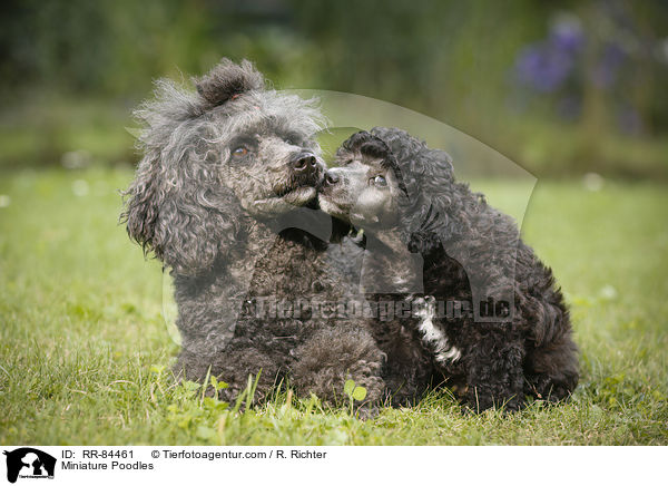 Miniature Poodles / RR-84461
