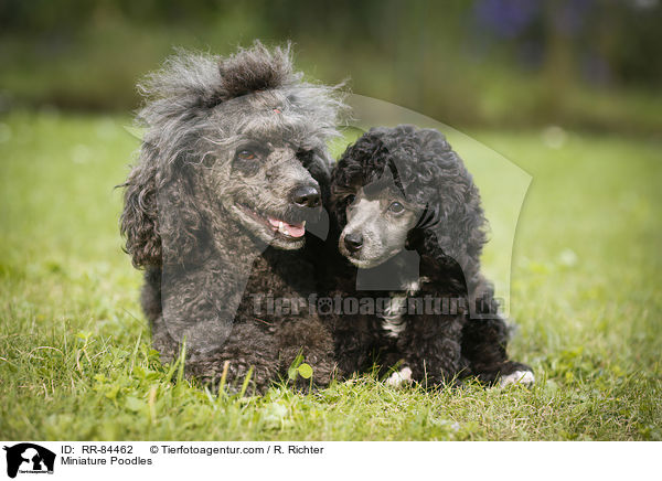 Miniature Poodles / RR-84462