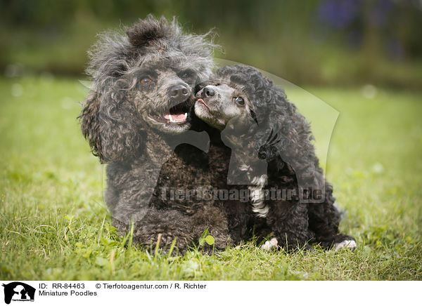 Miniature Poodles / RR-84463