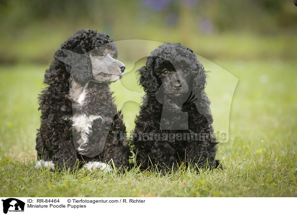 Miniature Poodle Puppies / RR-84464