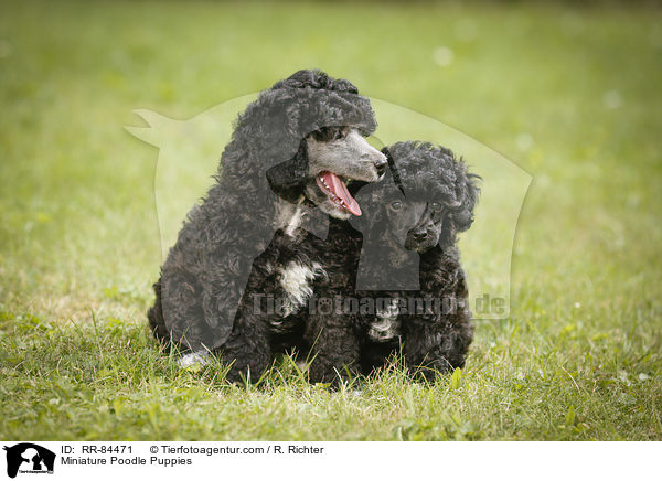 Miniature Poodle Puppies / RR-84471