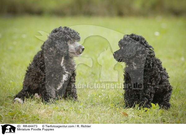 Miniature Poodle Puppies / RR-84473