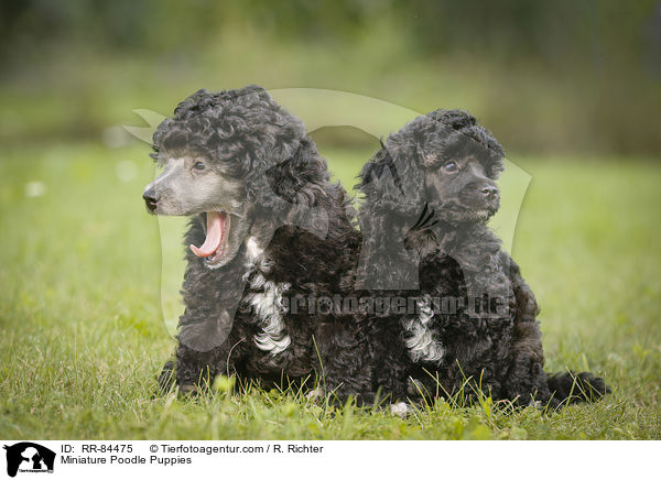 Miniature Poodle Puppies / RR-84475