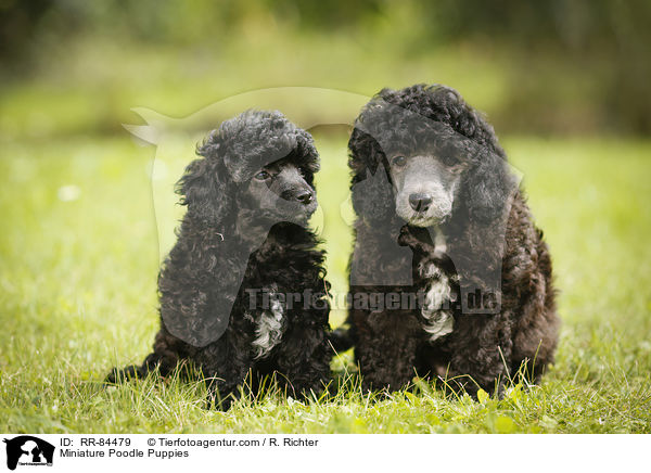 Miniature Poodle Puppies / RR-84479