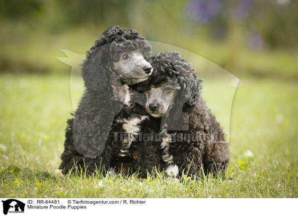 Miniature Poodle Puppies / RR-84481