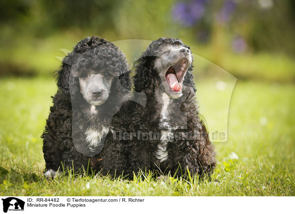 Miniature Poodle Puppies / RR-84482