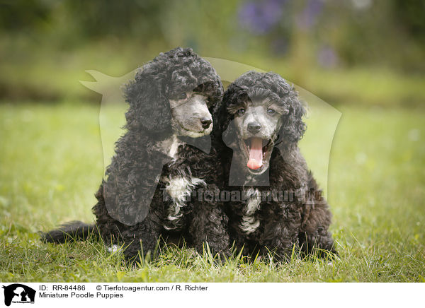 Miniature Poodle Puppies / RR-84486