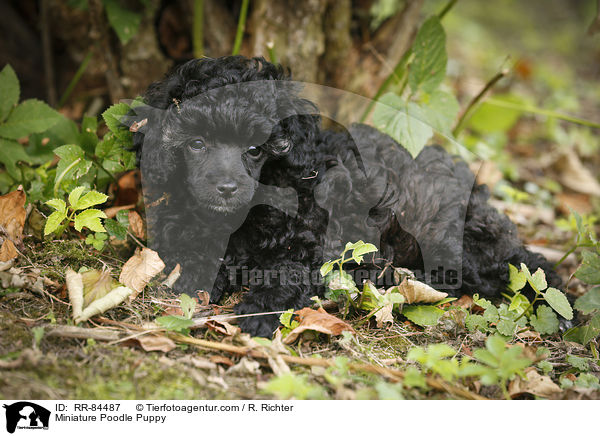 Miniature Poodle Puppy / RR-84487